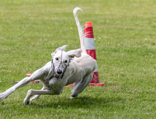 Landessiegercoursing
